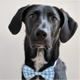 AFancyDog's avatar